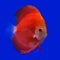 Pompadour (Discus) fish