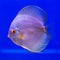 Pompadour (Discus) fish