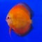 Pompadour (Discus) fish