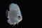 Pompadour (Discus) fish with copy space