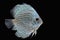 Pompadour (Discus) fish with copy space