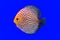 Pompadour fish