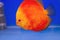 Pompadour fish in blue background