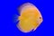 Pompadour fish on blue background