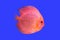 Pompadour fish on blue background