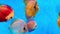 Pompadour fish are swimming in fish tank