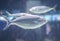 Pompano fish or trachinotus ovatus
