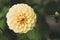 Pompom Dahlia flower close up. Growing flowers in garden.