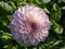 Pompon Dahlia \\\'Last dance\\\' with white flower with soft lavender edge to the petals, then blends to a purple