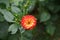 Pompon Dahlia \\\'New Baby\\\' blooms in July. Berlin, Germany