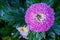 Pompon Dahlias Flowers in the Garden