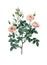 Pompon rose Redoute Flower Illustration