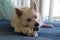 Pomsky hybrid dog portrait