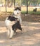 Pomsky playing with a Shetland Shepherd in a park