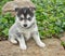 Pomsky Puppy