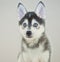 Pomsky Puppy