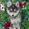 Pomsky Puppy