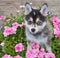 Pomsky Puppy