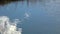 Pond, Abstract Cloud Reflection Grandview State Park, WV