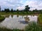 pond, agriculture, lotus planting, water, sky, trees
