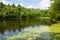 Pond along the Bushkill Falls Trail in Pennsylvania, USA