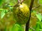 Pond Apple or Annona glabra