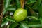 Pond apple Annona glabra fruit closeup, green - Davie, Florida, USA