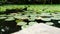 Pond aquatic plant plant background