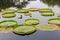 The pond aquatic plants