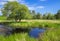 Pond at Arne in the Dorset Countryside