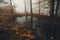 Pond in autumn forest with fog