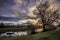 Pond with Backlit Tree and Green Pasture