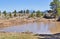 Pond below Scholz Lake in Northern Arizona