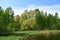 A pond in a birch grove. Deciduous forest area. Green grass. Blue sky