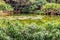 Pond in a botanical garden in Medellin, Antioquia, Colombia