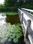 Pond Bridge walkway on Houston Pond Cornell University