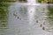 A pond with brown water bearing wild ducks.