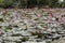 Pond with carpet of pink water lilies and large green leaves