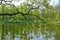 Pond and channels in Tsarskoye Selo park