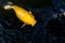 Pond in China with goldfish or Golden carp Japanese name-koi fish, Nishikigoi, Cyprinus carpio haematopterus a sacred symbol for