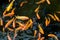 Pond in China with goldfish or Golden carp Japanese name-koi fish, Nishikigoi, Cyprinus carpio haematopterus a sacred symbol for