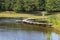 The pond in the city park in summer time, Zelenogradsk, Russia