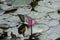 Pond with close up of single pink water liliy