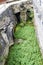 Pond covered with green vegetation with artificial rock banks. .