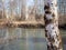 Pond in early spring in a birch grove in Central Russia.