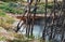 a pond on the edge of which there are dried trees