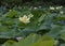 Pond filled with blooming lilypads