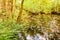 Pond in the forest with crystal clear water, dry leaves and beautiful reflection