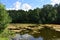 Pond in the forest. Dense mixed woodland. Green grass. Reeds. Blue sky