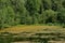 Pond in the forest. Dense mixed woodland. Green grass. Reeds. Blue sky